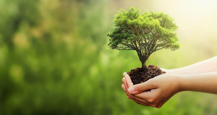 person in a forest holding a tree with soil